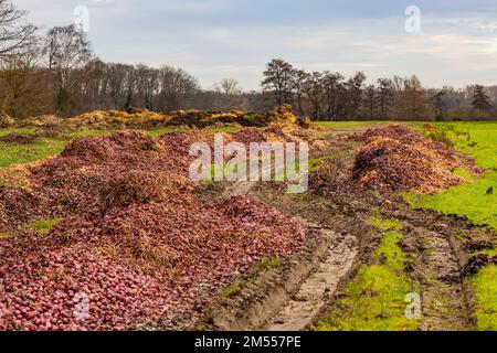 Enormi quantità di cipolle disposte su un campo come distruzione di cibo nella società dell'abbondanza, Germania Foto Stock