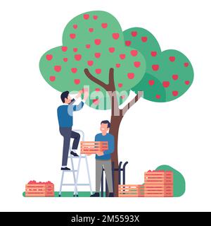 La gente sceglie le mele in frutteto. Giardinieri raccolgono raccolto da alberi in casse di legno. Uomini che raccolgono frutta. Lavori in giardino. Contadino in piedi sulla scala Illustrazione Vettoriale