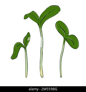 Germogli di Microgreen. Cibo biologico naturale, illustrazione disegnata a mano isolata su sfondo bianco Foto Stock