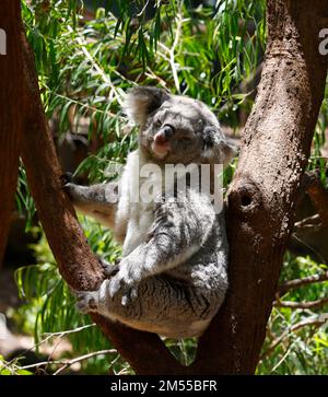 Primo piano di un Koala visto riposare in un tronco di albero forchetta in cattività in Australia. Foto Stock