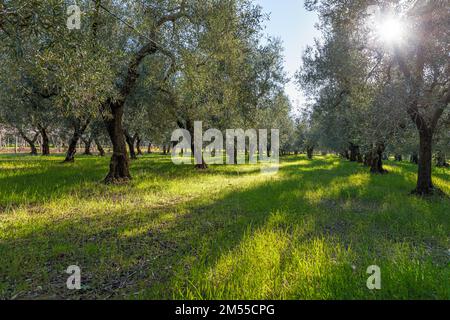 Paesaggio rurale. Fila di ulivi in Puglia: Raggio di sole tra i rami. Foto Stock