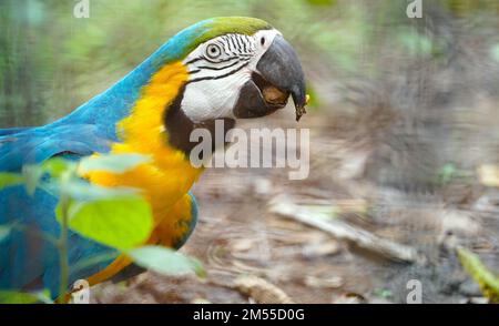 Primo piano blu e oro macaw uccello, Ritratto colorful Macaw pappagallo, Blue and Gold Macaw Green-Blue macaw - Ara ararauna Parrot immagine. pappagallo macaw Foto Stock