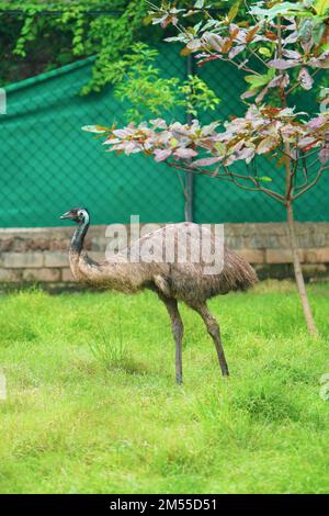 Vista completa del corpo dell'uccello EMU in piedi alto sul campo d'erba vicino ad un albero in uno zoo o parco nazionale, l'EMU (Dromaius novaehollandiae) è il secondo-large Foto Stock