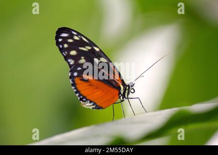 Una macro di una tigre color crema (Tithorea tarricina) poggiante su una foglia di una pianta Foto Stock