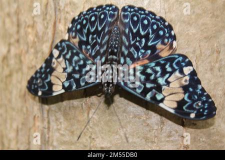 Primo piano di un cracker rosso (anfinoma di Hamadryas) su uno sfondo di legno Foto Stock