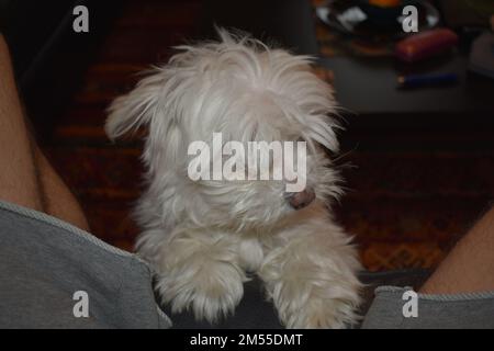 Maltesi nel soggiorno (10 anni) Foto Stock