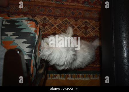 Maltesi nel soggiorno (10 anni) Foto Stock