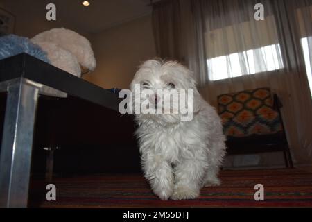 Maltesi nel soggiorno (10 anni) Foto Stock