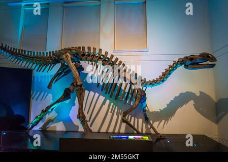 Muttaburrasaurus langdoni, 112-100 milioni di anni fa, gallerie di dinosauri al Museo Australiano, Museo di Storia Naturale, Sydney, NSW, Australia Foto Stock