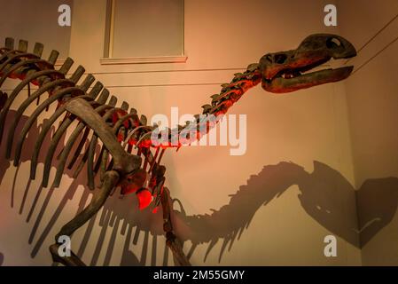 Muttaburrasaurus langdoni, 112-100 milioni di anni fa, gallerie di dinosauri al Museo Australiano, Museo di Storia Naturale, Sydney, NSW, Australia Foto Stock