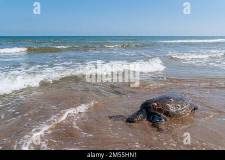 Tartaruga marina testa di loggera, Caretta caretta, morta sulla spiaggia, Delta Ebro, Catalogna, Spagna Foto Stock