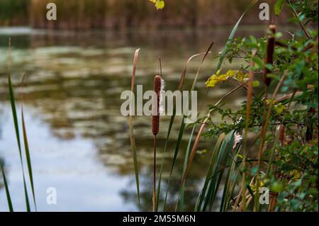 Typha sulla riva di un laghetto. Habitat delle zone umide. Erba di Cattail. Mazzo di papiro Foto Stock