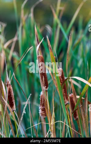 Typha sulla riva di un laghetto. Habitat delle zone umide. Erba di Cattail. Mazzo di papiro Foto Stock