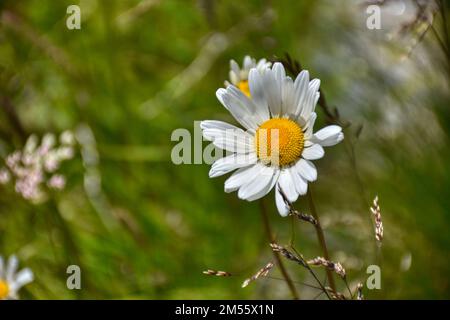 Gänseblümchen, Blume, Frühling, Wiesenblume, Blumenmeer, Blütenmeer, Wiesenblumen, Blumen, Blüten, Frühlingsgruß, Sommer, Herbst, klein, zierlich, zer Foto Stock