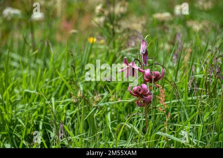 Türkenbund, Türkenbund Lilie, Lilienart, Heimisch, Martagon, Sommer, Blütezeit, Blume, selten, filigran, Wiesenblume, Naturblume, Rospig, Blüte, Blüte Foto Stock