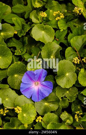 Hydrocotyle vulgaris, il pennywort della palude e il fiore selvatico viola, Sydney, NSW, Australia Foto Stock