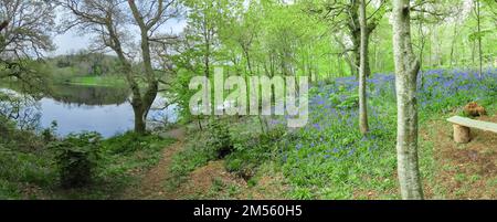 Bluebells in una foresta accanto a un lago. Foto Stock