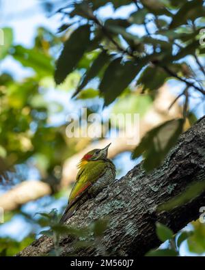 Minore yellownape o Picus chlorolophus picchio uccello arroccato sul ramo ai piedi della foresta di himalaya uttarakhand india asia Foto Stock