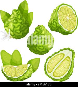 illustrazione vettoriale del set di agrumi kaffir di frutta bergamotto Illustrazione Vettoriale