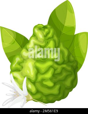 illustrazione vettoriale del cartone animato di frutto di bergamotto Illustrazione Vettoriale