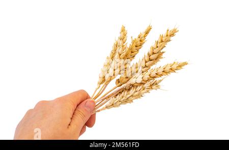 le spikelets di grano isolano su fondo bianco. Messa a fuoco della selezione. cibo. Foto Stock