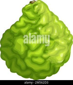 illustrazione vettoriale del cartone animato bergamotto kaffir Illustrazione Vettoriale