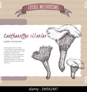 Cantharellus cibarius, pseudonimo di una canterella dorata su fondo di cartone. Serie di funghi commestibili. Illustrazione Vettoriale