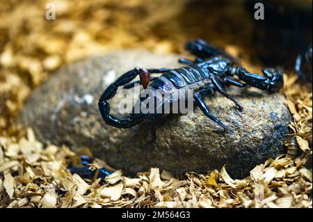 Scorpione malese poggiato su una roccia Foto Stock