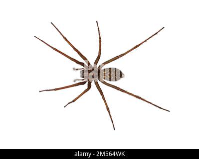 casa domestica ragno o fienile imbuto tessitore, tegenaria domestica, isolato su sfondo bianco, vista dall'alto Foto Stock