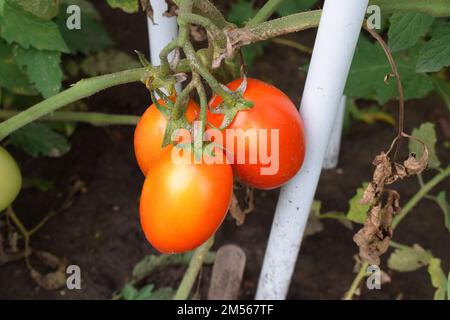 Pomodori maturati nel nostro giardino Foto Stock