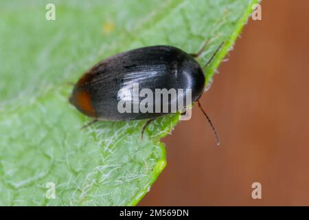 Eucinetus hemorroidalis è una specie di scarabeo della famiglia Eucinetidae, è un uccello della famiglia dei Cucinetidae Foto Stock