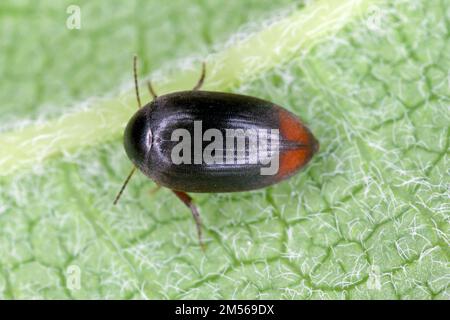 Eucinetus hemorroidalis è una specie di scarabeo della famiglia Eucinetidae, è un uccello della famiglia dei Cucinetidae Foto Stock