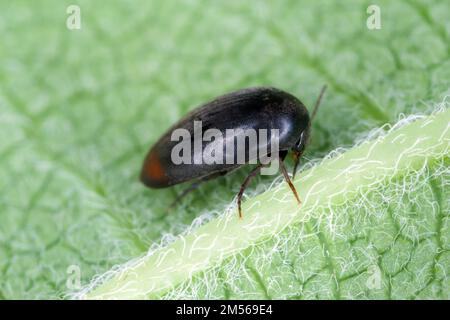 Eucinetus hemorroidalis è una specie di scarabeo della famiglia Eucinetidae, è un uccello della famiglia dei Cucinetidae Foto Stock