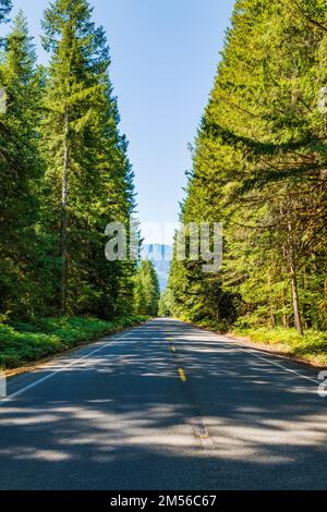 Route 20; Washington centrale; fiancheggiata da alti alberi sempreverdi; USA Foto Stock