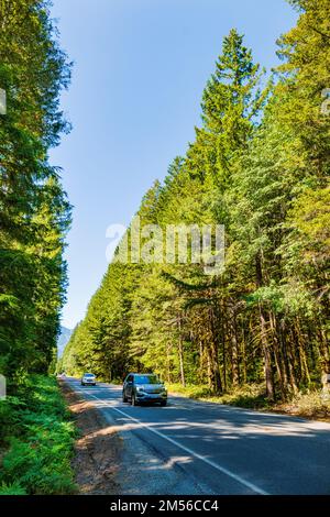 Route 20; Washington centrale; fiancheggiata da alti alberi sempreverdi; USA Foto Stock