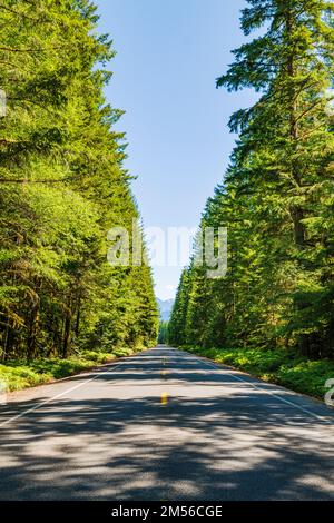 Route 20; Washington centrale; fiancheggiata da alti alberi sempreverdi; USA Foto Stock