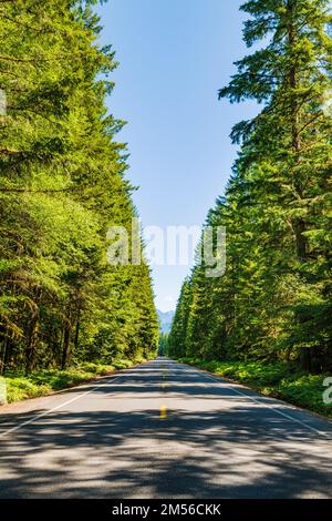 Route 20; Washington centrale; fiancheggiata da alti alberi sempreverdi; USA Foto Stock