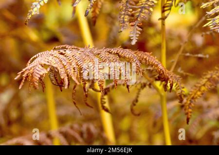 Bracken (pteridium aquilinum), primo piano di un fronte che mostra i singoli foglietti della felce comune decidua nei suoi colori autunnali giallo e marrone Foto Stock