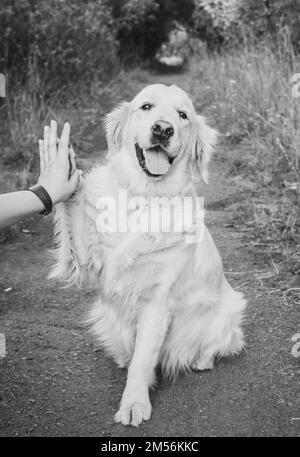 Golden Retriever dà cinque al suo proprietario Foto Stock