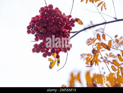 Mazzo maturo di cenere di montagna dall'alto. Il concetto delle stagioni è l'autunno Foto Stock