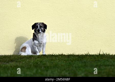 Un piccolo cane calmo seduto contro un muro giallo pallido sul prato in un tranquillo cortile Foto Stock
