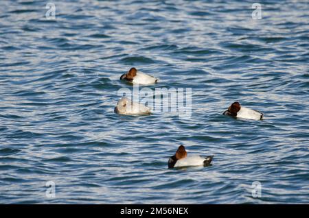 Comuni pochards Aythya ferina dormire. Lago Yamanako. Yamanakako. Prefettura di Yamanashi. Parco Nazionale Fuji-Hakone-Izu. Honshu. Giappone. Foto Stock