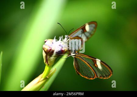 Un macro scatto di due farfalle Glasswing seduti su una pianta su uno sfondo isolato Foto Stock