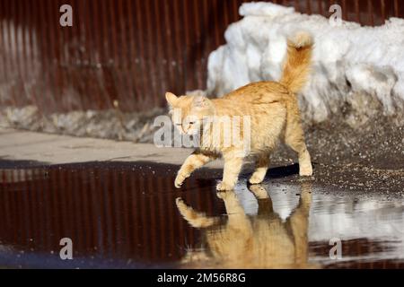 Gatto rosso che cammina su una strada con le pozzanghere e guarda il suo riflesso in acqua. Tempo soleggiato, asfalto bagnato con neve sciogliente Foto Stock