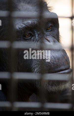 Ritratto di un insoddisfatto guardando prigioniero ChimpanzePan Troglodytes Rockhampton Australia Foto Stock