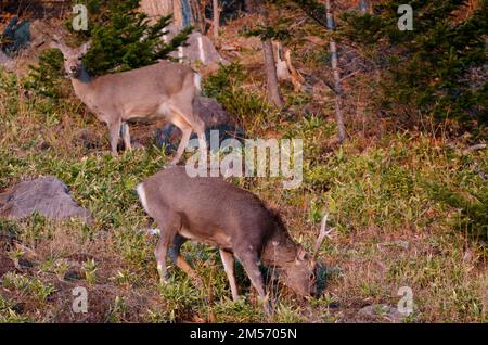 Coppia di cervi sika Cervus nippon yesoensis. Parco Nazionale di Shiretoko. Penisola di Shiretoko. Hokkaido. Giappone. Foto Stock