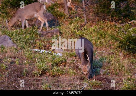 Coppia di cervi sika Cervus nippon yesoensis al pascolo. Parco Nazionale di Shiretoko. Penisola di Shiretoko. Hokkaido. Giappone. Foto Stock