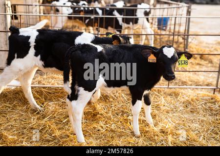 Vitelli con etichette auricolari in piedi in plastica di vitello hutch in stalla di bestiame in azienda agricola Foto Stock