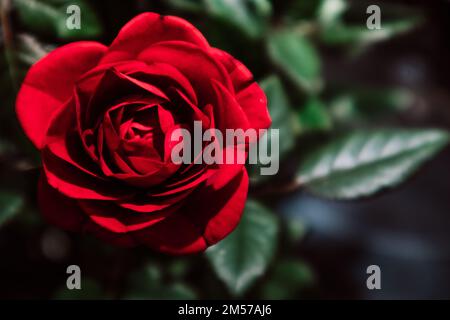 Petali di rosebud rosso, fogliame verde. Giardino, piante di rosarium che crescono. Roses Bush. Foto Stock