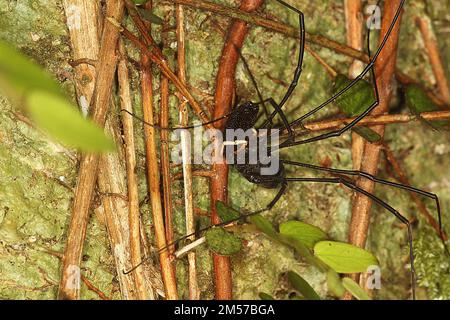 Arvestro nero a long-jawed (Pantopsalis sp.) Foto Stock